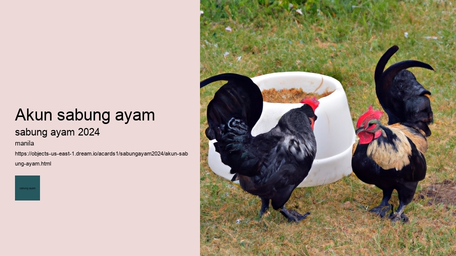 akun sabung ayam