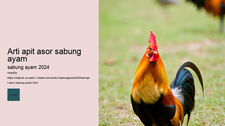 arti apit asor sabung ayam