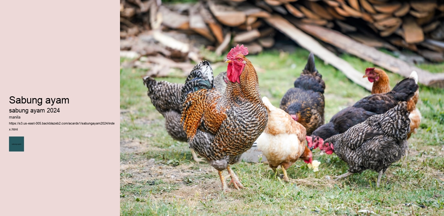 taruhan sabung ayam
