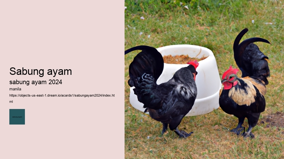 sabung ayam