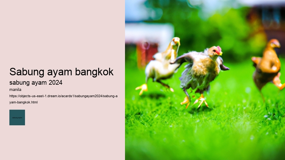 sabung ayam bangkok