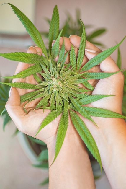 Future Projections: Where is the Cannabis Industry Heading?