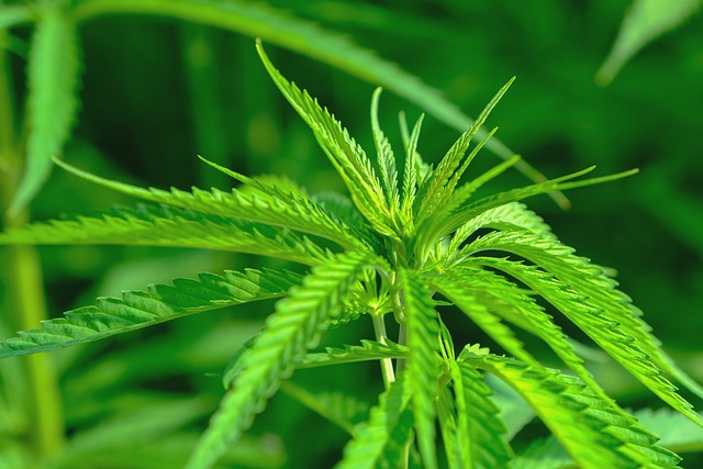 Industry Growth: Economic Impact and Emerging Markets in Cannabis