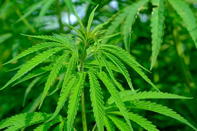 Investment Trends and Financial Analysis of the Cannabis Sector