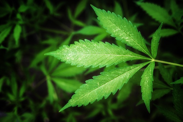 Technological Advancements in Cannabis Research