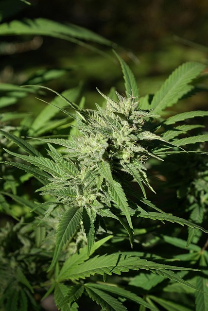Future Directions in Medical Cannabis Studies