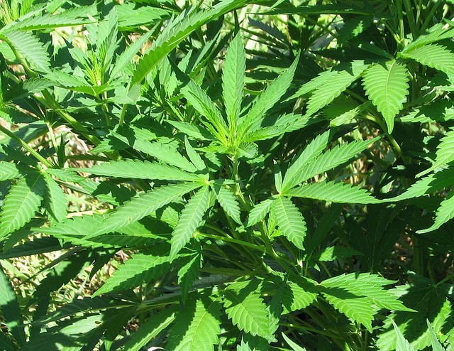 Social Issues and Public Opinion: Shifting Views on Cannabis Use