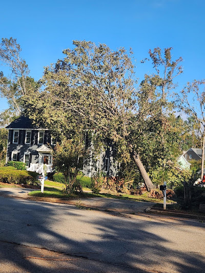 Benefits of hiring professional tree removal experts