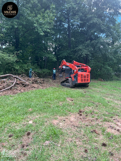 Steps to follow during the tree removal process