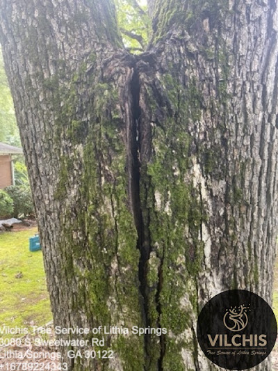 Customer testimonials and reviews of top-rated tree removal companies in the area
