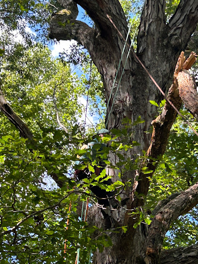 Tools and methods for assessing tree damage: Discussion on tools like drones, binoculars, or software used for evaluating the extent of the damage.
