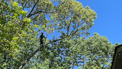 Step-by-Step Process of Tree Removal: From Assessment to Execution
