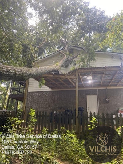 Cost of tree services and budgeting tips