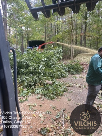 Benefits of regular tree maintenance and care