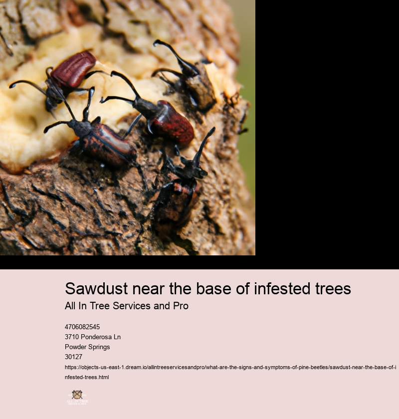 Sawdust near the base of infested trees