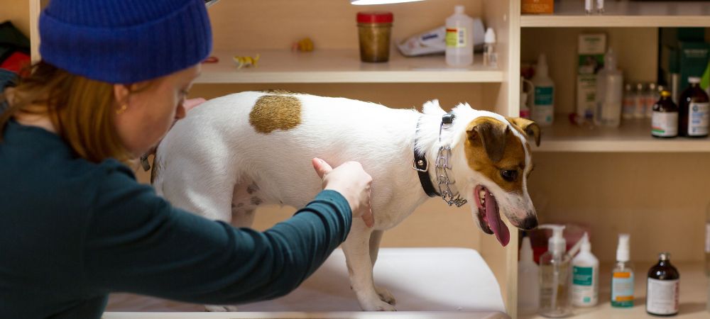 What is the best way to prevent common illnesses in pets?