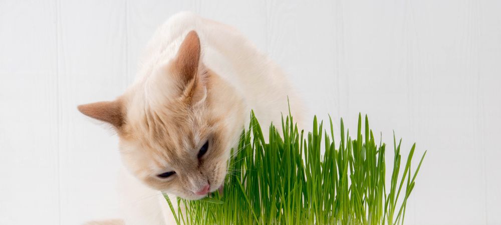 Nutrition and diet tips for maintaining your pet's health 