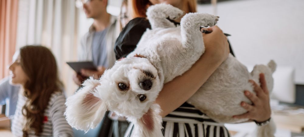 Common health issues in pets and how to prevent them