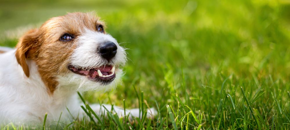 Discover the Secret to Extending Your Pet's Lifespan!