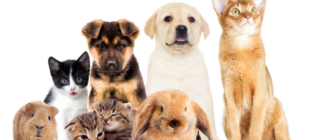 The importance of regular exercise and veterinary check-ups for pets