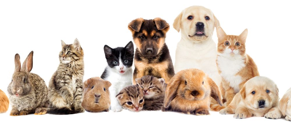 Want to Ensure Your Furry Friend's Well-being? Here's How!