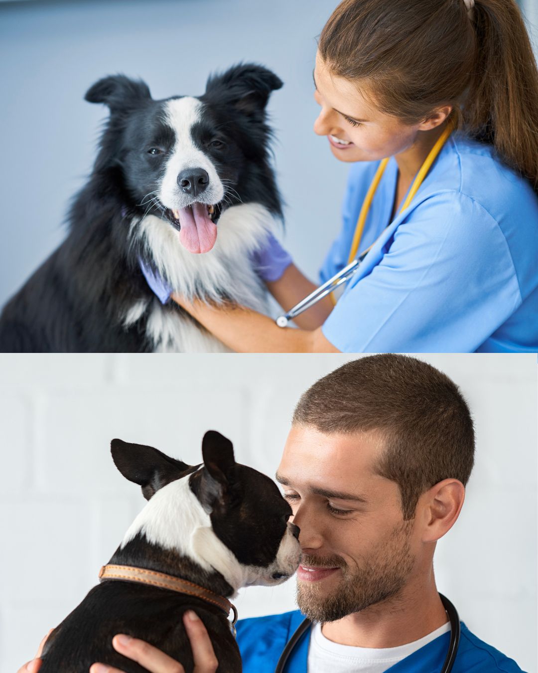 Methods of preventing parasites in pets