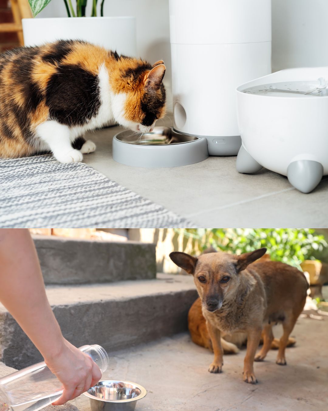 Potential risks of feeding human food to pets