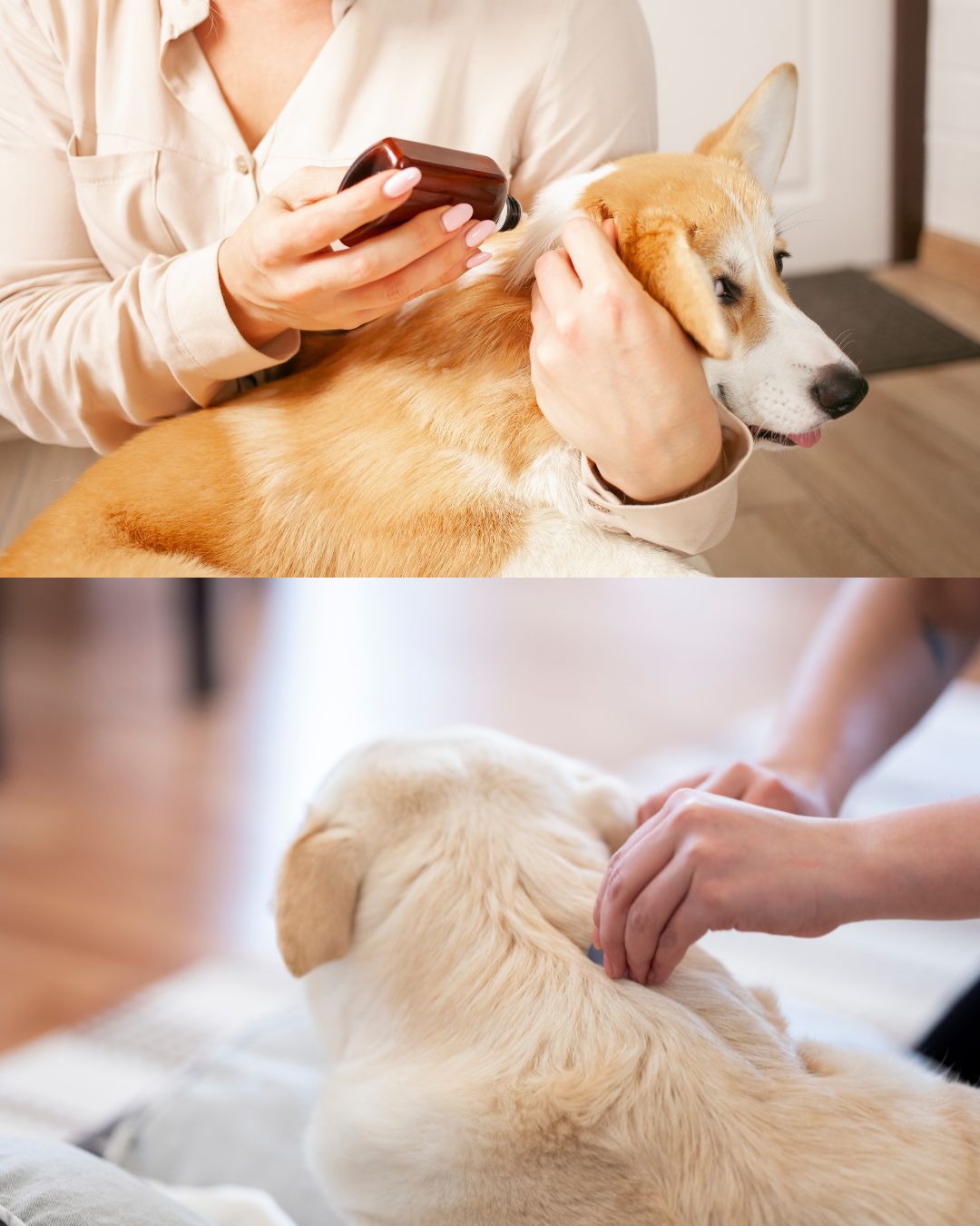 Vaccinations and parasite prevention during checkups