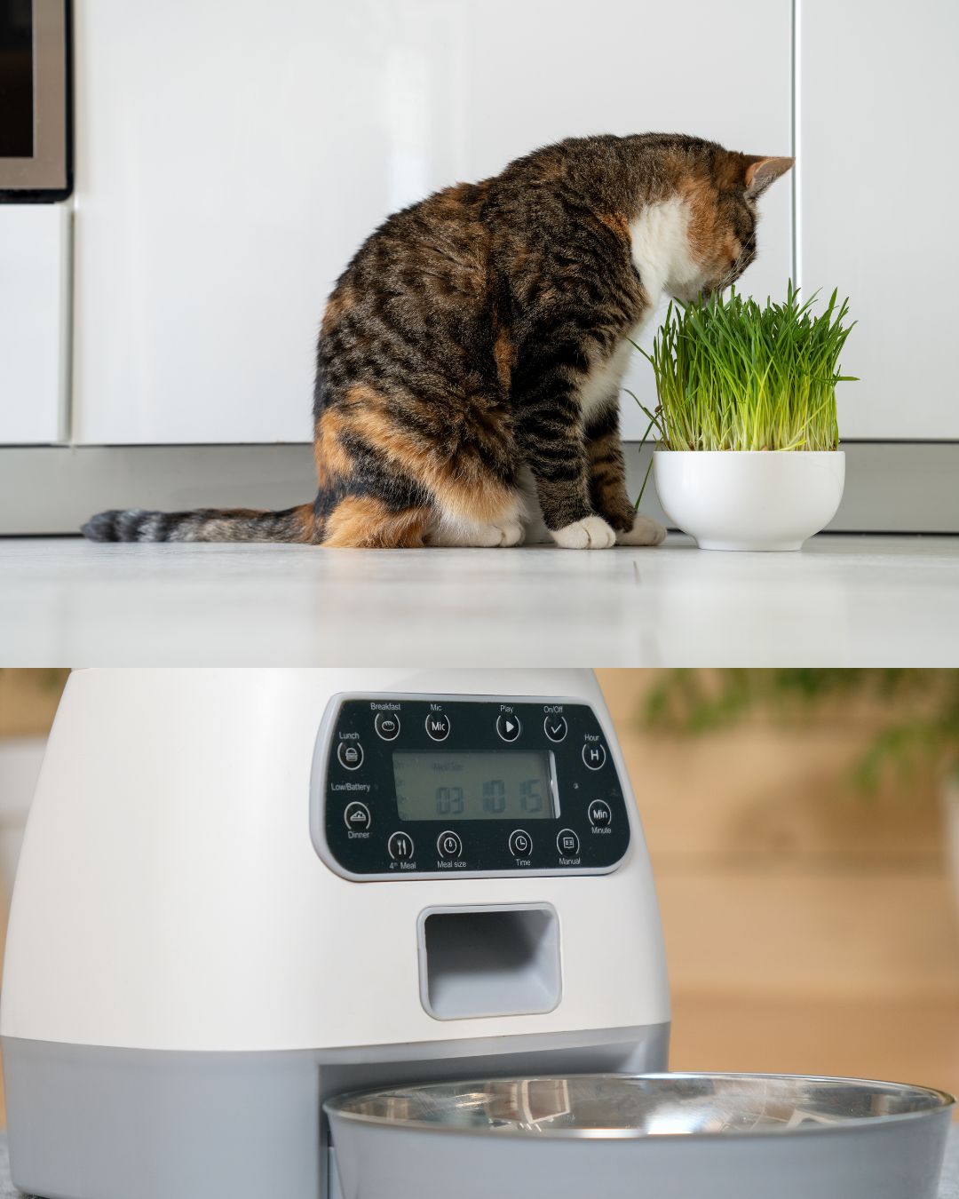 Proper Nutrition and Exercise for Pet Health
