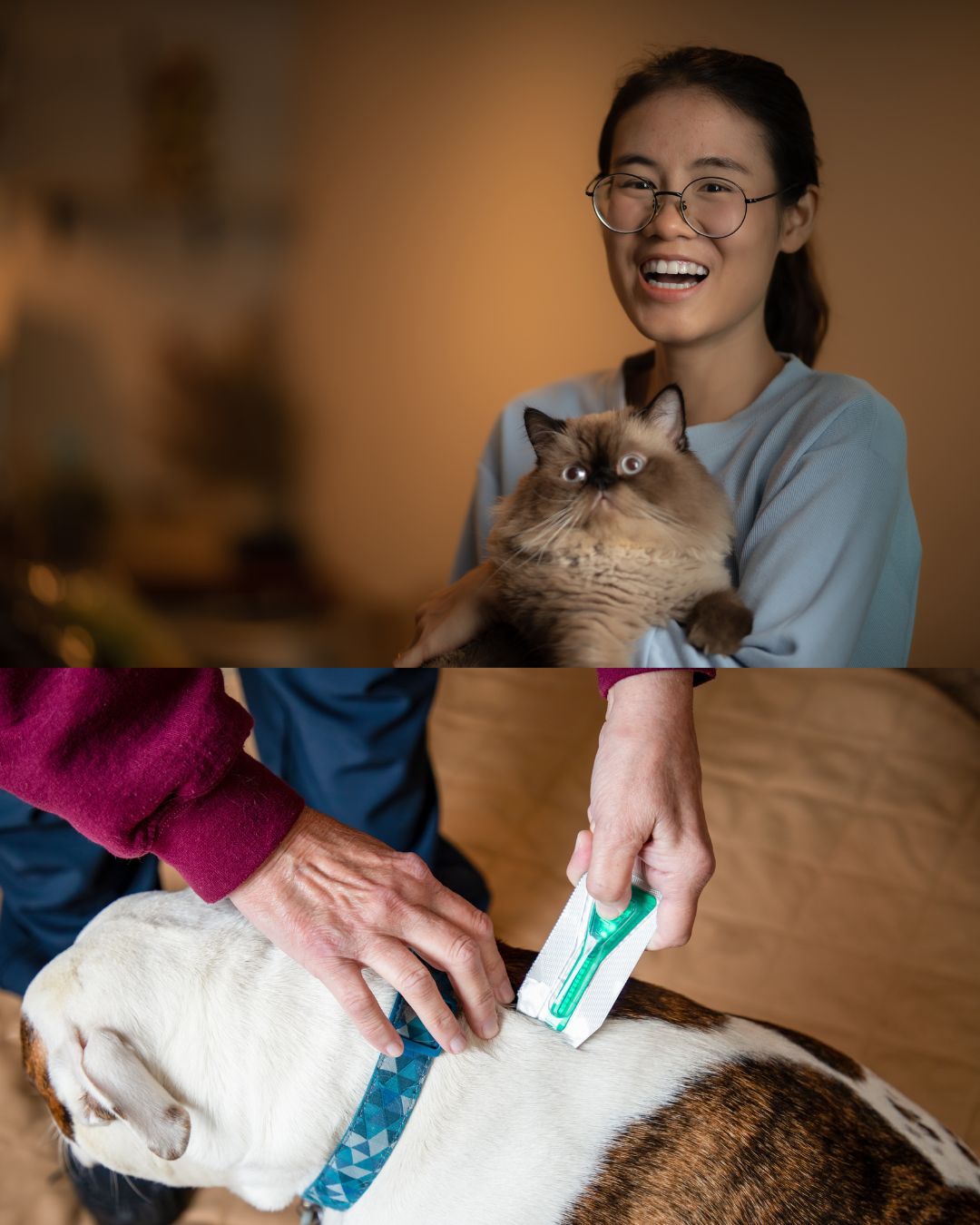 How to recognize signs of illness in pets and when to seek veterinary care