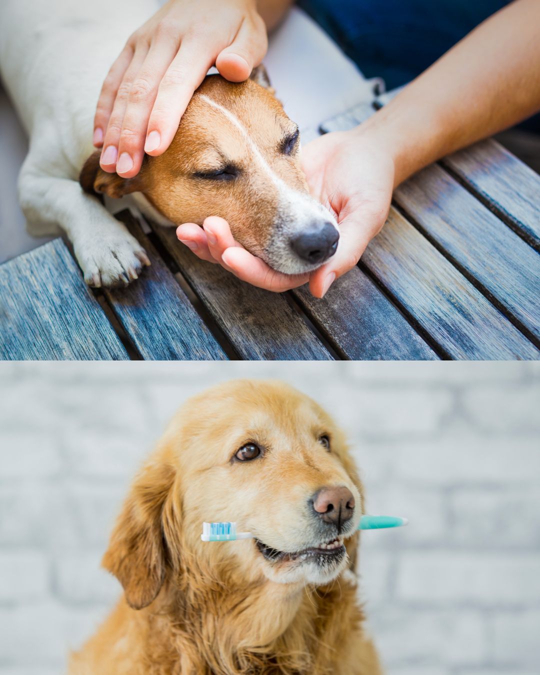 Common treatments for various skin conditions in pets