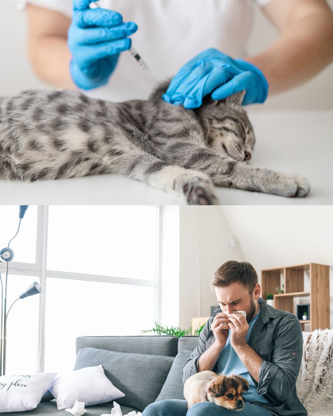 Importance of consulting a veterinarian before changing a pet's diet