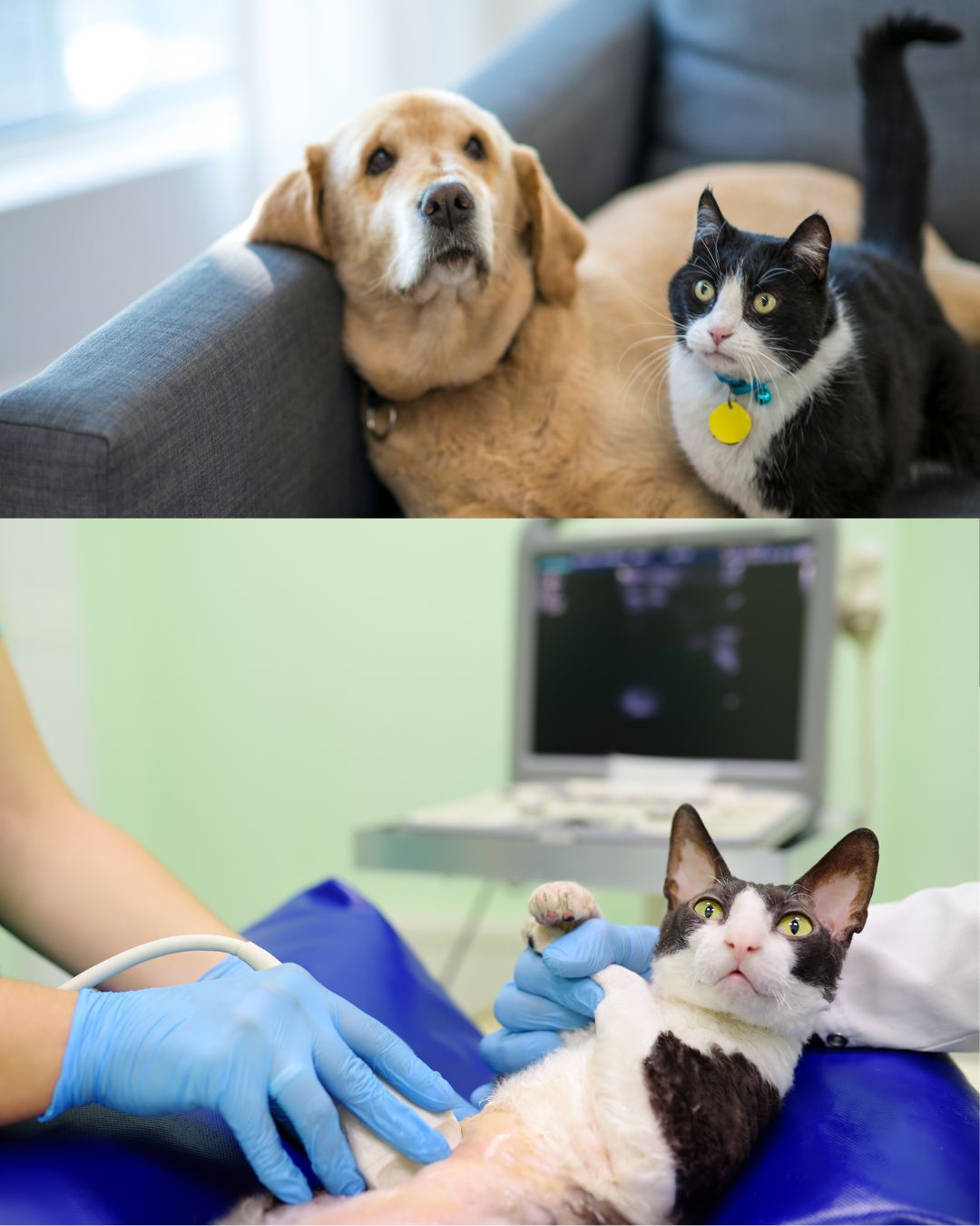 Treatment options for vomiting and diarrhea in pets