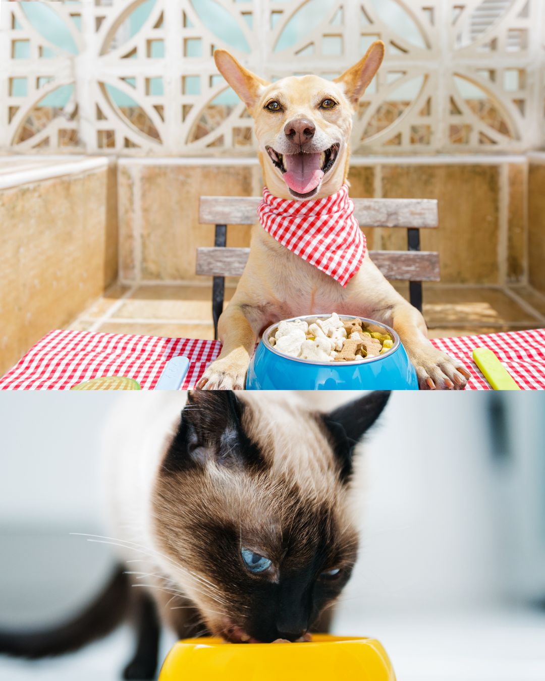The role of regular veterinary check-ups in preventing illness