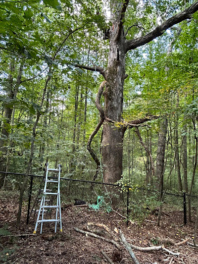 Navigating the Lost Wage Claims Process for Tree Service Businesses