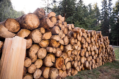Potential Risks of Over-Fertilization and Best Practices for Sustainable Tree Care