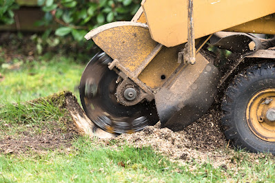DIY vs. Professional Tree Removal in Dunwoody: Risks and Benefits