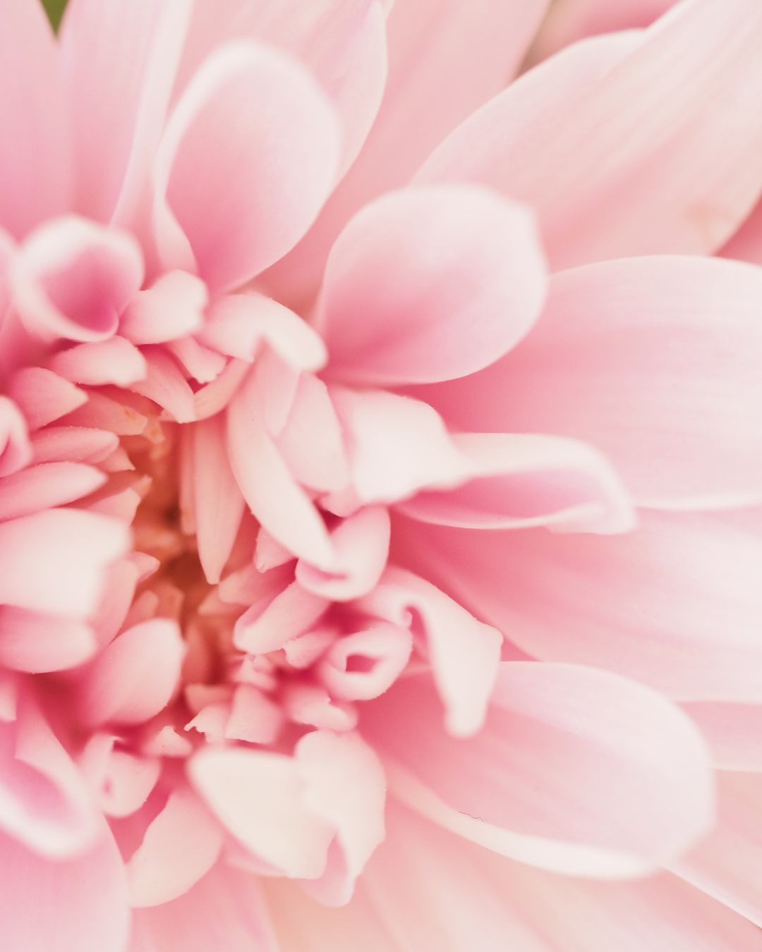Tips for applying day cream correctly for optimal results