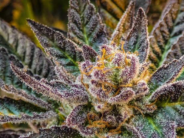 How to Get Medical Weed Card in Denver