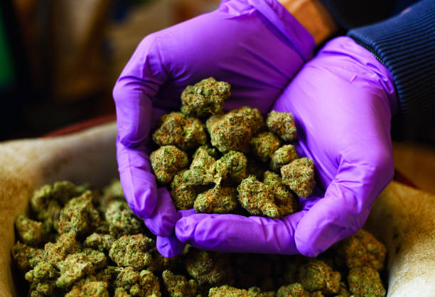 Does Insurance Cover Medical Weed in Denver