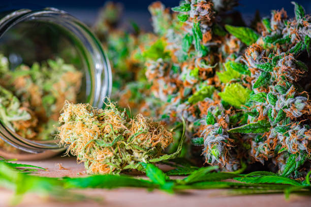 When Does Recreational Weed Start Colorado