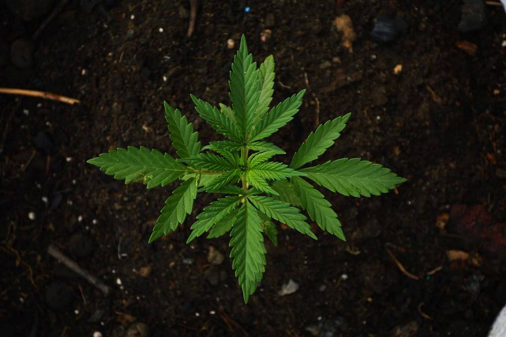 Best Boulder Weed Delivery
