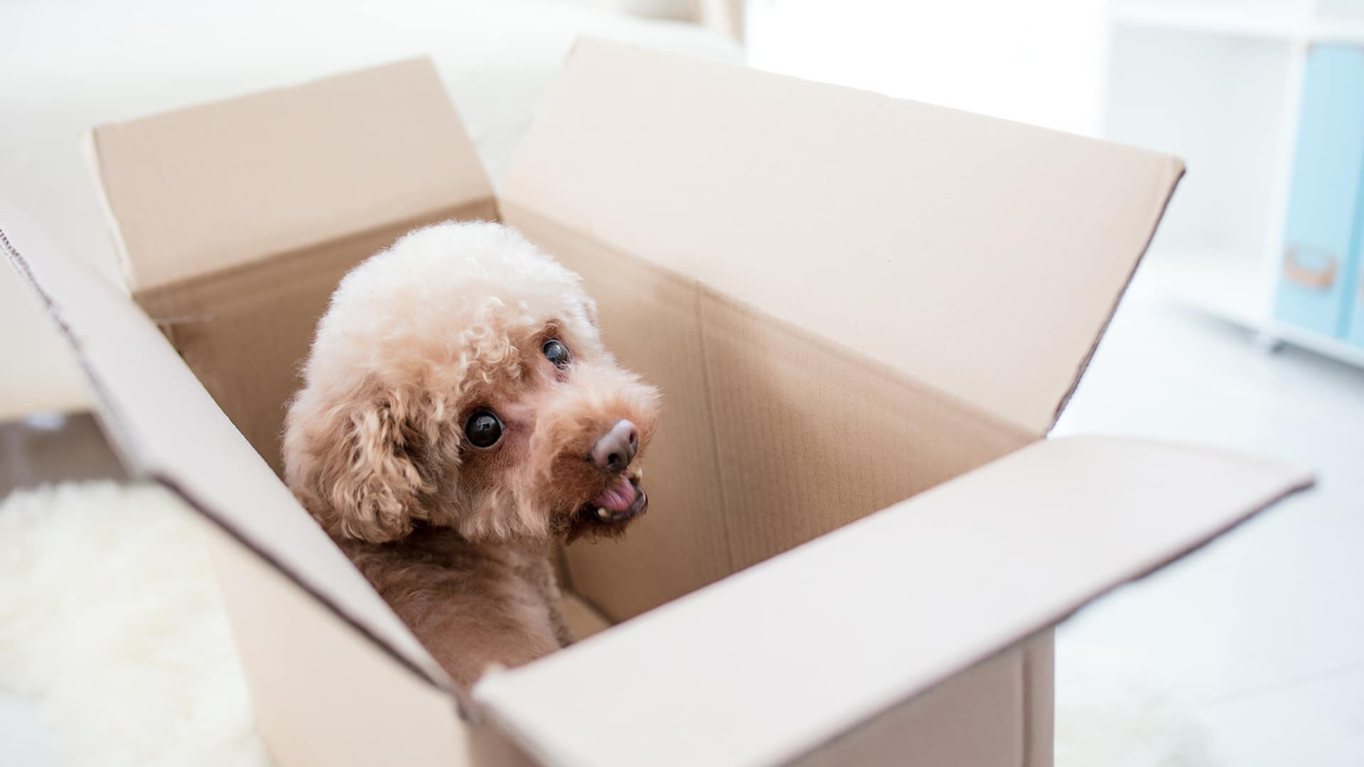 Best Movers in Short-Term Storage Abbotsford