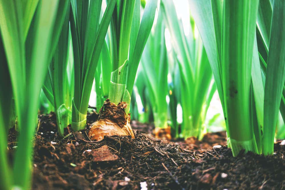 compost company