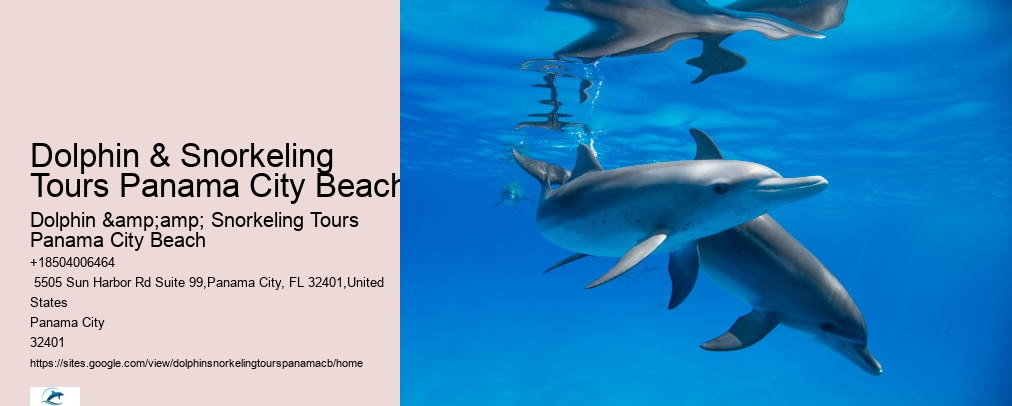 Shell Island Dolphin And Snorkeling Tour