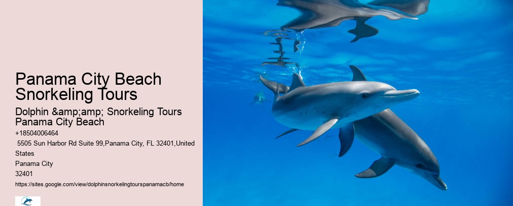 Panama City Beach Dolphin Tour With Snorkeling