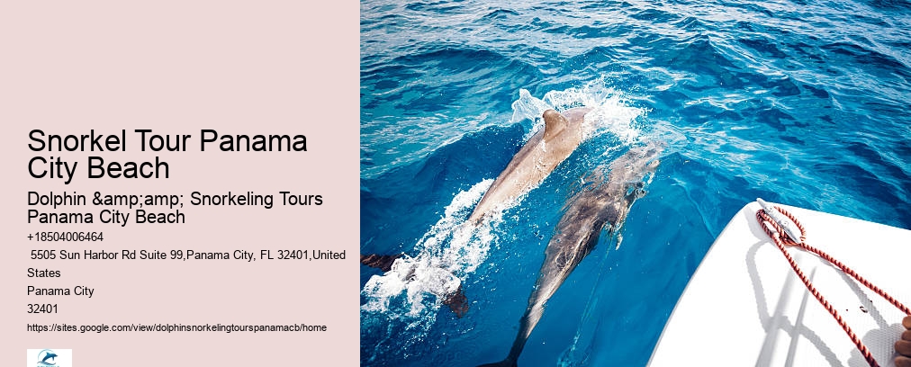 Shell Island Dolphin And Snorkeling Tour