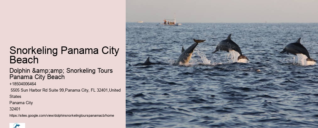 Dolphin Snorkeling Panama City Beach