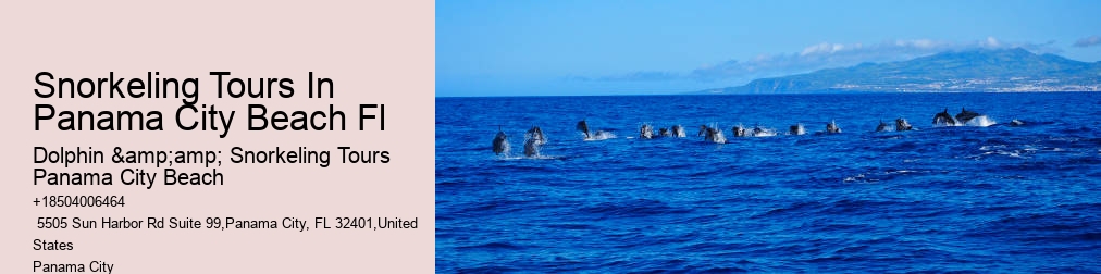 Dolphin And Snorkel Tours Panama City Beach Florida
