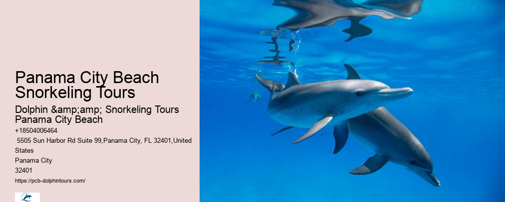 Panama City Beach Dolphin And Snorkeling Tours